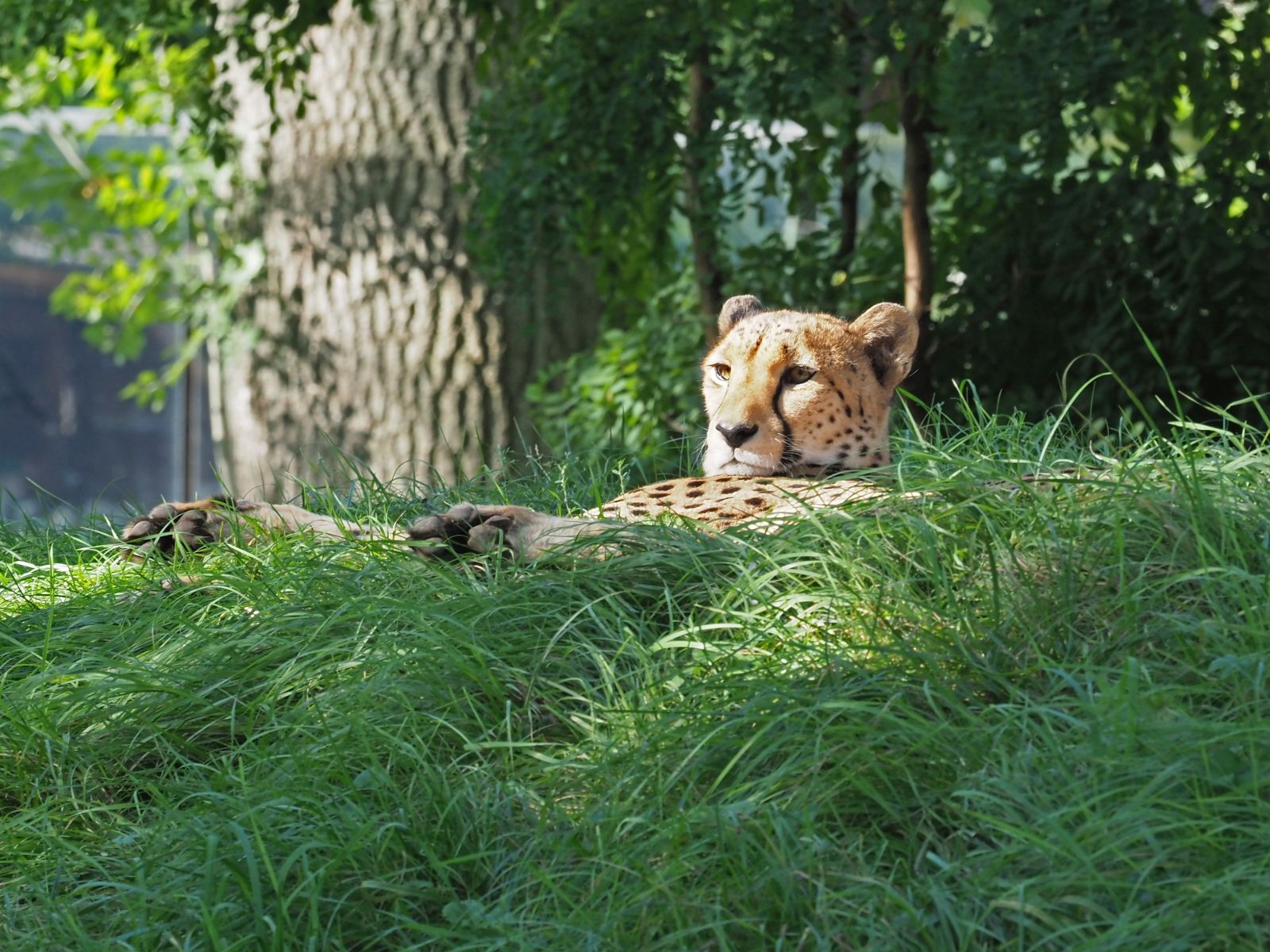 1740517208Bild 223 Gepard.JPG